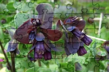 Flores exÃ³ticas 7 jigsaw puzzle