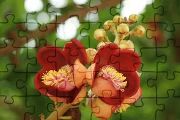 Flores exÃ³ticas 10 jigsaw puzzle