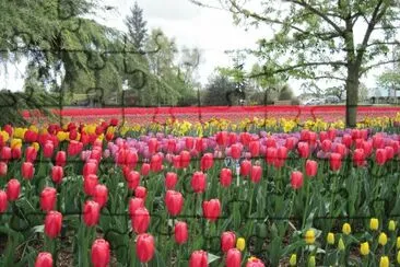 Tulips