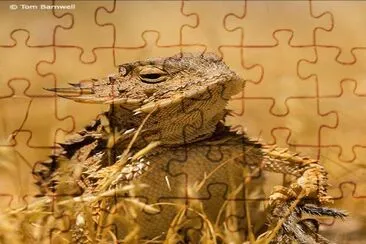 Horned Lizard - Arizona