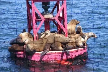 Seals on Bouy-Dana Point