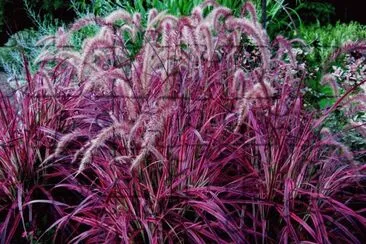 Purple Fountain Grass jigsaw puzzle