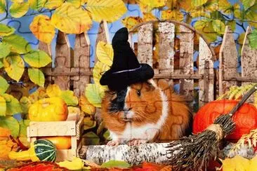 Guinea Pig in Autumn