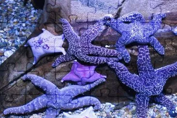 Pretty Purple Starfish jigsaw puzzle