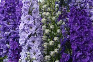 Misty Mauve Delphiniums jigsaw puzzle