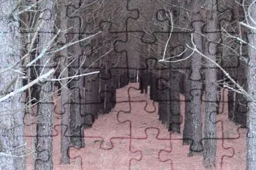 Tree Rows jigsaw puzzle