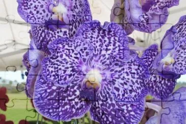 פאזל של Lovely Purple Orchid