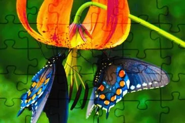 Butterflies/Papillons/Mariposas