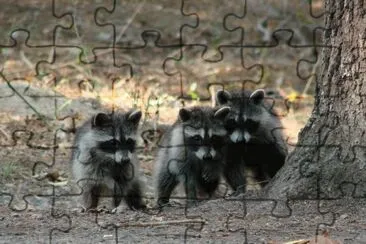 פאזל של Three Little Amigos