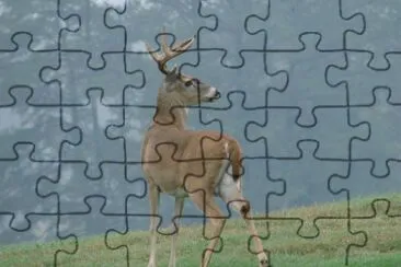  jigsaw puzzle