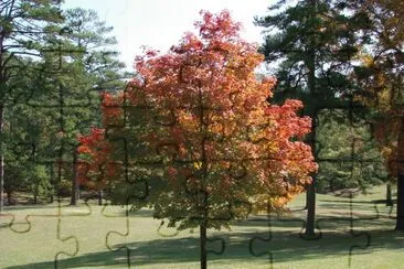 Fall Colors jigsaw puzzle