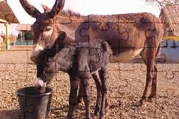 Donkey Sanctuary Bonaire