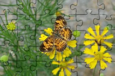 Butterfly jigsaw puzzle