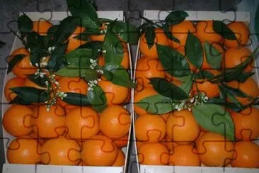 Fresh Valencia Oranges-Valencia