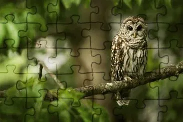 62 jigsaw puzzle