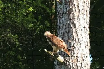 Hawk jigsaw puzzle