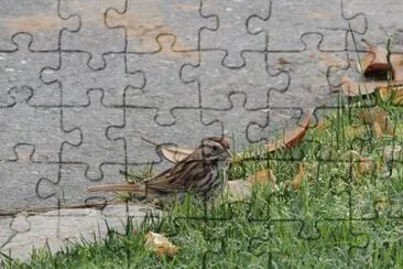 Fearless Sparrow jigsaw puzzle