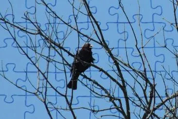 Cowbird jigsaw puzzle