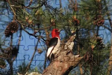 Woodpecker jigsaw puzzle