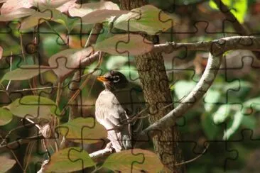 Robin In A Tree jigsaw puzzle