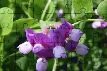 Wild Sweet Peas jigsaw puzzle