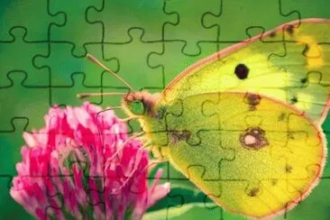 image jigsaw puzzle