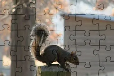 Squirrel on Post jigsaw puzzle