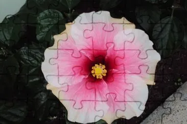 flores - hibiscos jigsaw puzzle