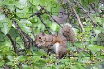 Snack Time jigsaw puzzle