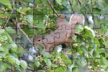 Reaching Squirrell jigsaw puzzle