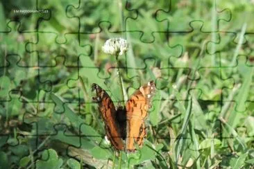 Butterfly jigsaw puzzle