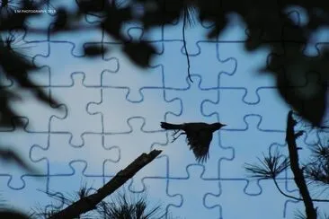 Bird in Flight Silhouette jigsaw puzzle