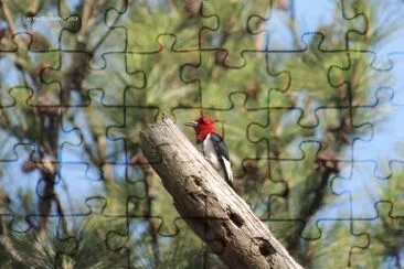 פאזל של Red Headed Woodpecker