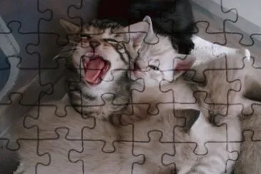 Kittens jigsaw puzzle