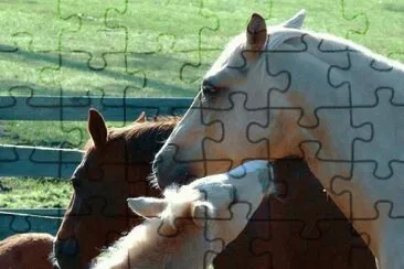  jigsaw puzzle