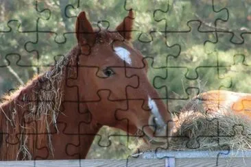 Playing in the Hay jigsaw puzzle