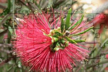 Callistemon rigidus jigsaw puzzle