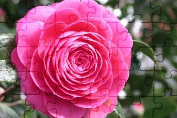 Camellia japonica. Galiza jigsaw puzzle