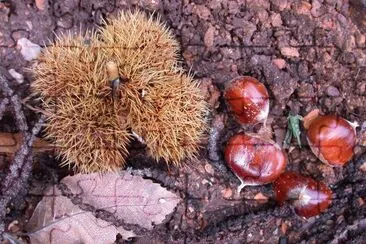 Castanea sativa. Caurel. Galiza