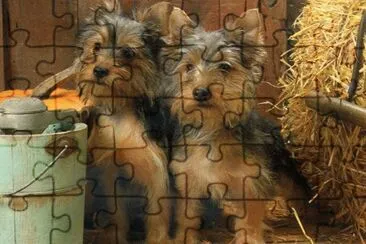 gossets jigsaw puzzle