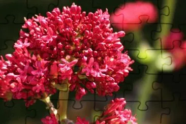 Centranthus ruber jigsaw puzzle