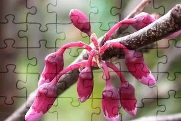 cercis siliquastrum. BotÃ£o floral jigsaw puzzle