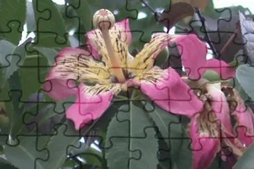 Chorisia speciosa jigsaw puzzle