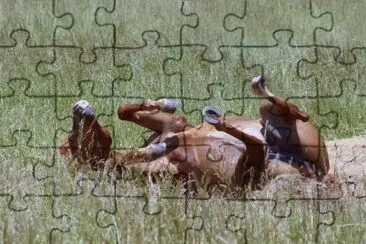 A Roll in the Grass jigsaw puzzle