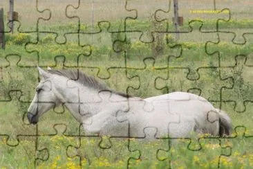 In a Field of Yellow jigsaw puzzle