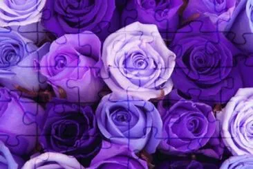 Shades of Purple Roses jigsaw puzzle