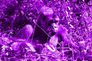 Purple Gorilla jigsaw puzzle