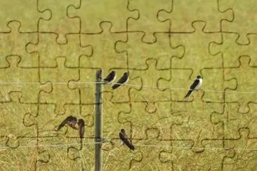 Birds on a Wire jigsaw puzzle