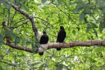 Pair of Crows jigsaw puzzle