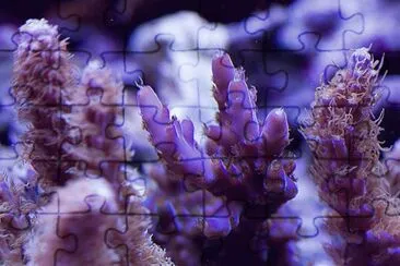 Tyree Purple Monster Coral jigsaw puzzle